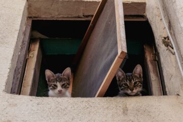 temps adaptation deux chats