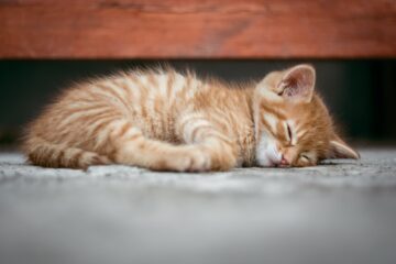 s'occuper d'un chaton