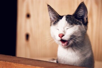 nombre dent chat