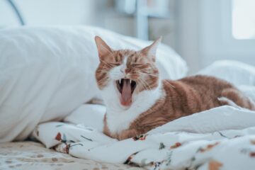 chat miaule