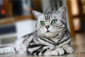 Le British Shorthair : Un compagnon félin classique et affectueux 4 british shorthair