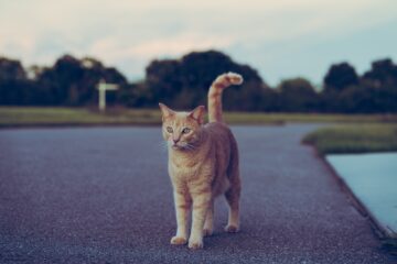Les chats les plus grands : Un aperçu des races félines géantes 1 chat miaule