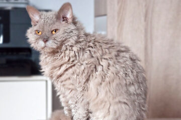 selkirk rex