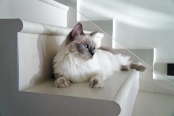 Le ragdoll : un géant doux au cœur tendre 2 ragdoll