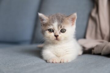 À quel âge un chaton devient câlin : Comprendre le développement affectif des chats 6 age chat devient calin