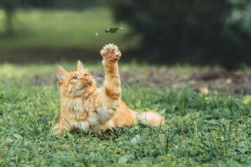 La dermatite chez le chat : causes, symptômes et traitements 3 orange tabby cat lying on green grass field during daytime