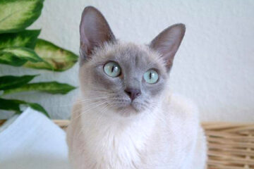 Le chat tonkinois : un félin au charme irrésistible 2 tonkinois 2 142057
