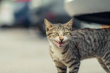Le miaulement du chat : un langage félin complexe et fascinant 8 découvrez pourquoi votre chat miaule et comment interpréter ses différents miaulements pour mieux communiquer avec lui.