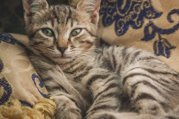 Comment apaiser un chat en chaleur 4 découvrez des astuces efficaces pour apaiser une chatte en chaleur et lui apporter confort et sérénité pendant cette période délicate.