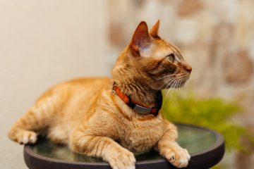 Démangeaisons et dermatites chez le chat : causes, symptômes et solutions efficaces 6 découvrez les causes, symptômes et traitements de la dermatite chez le chat pour assurer la santé et le confort de votre animal.
