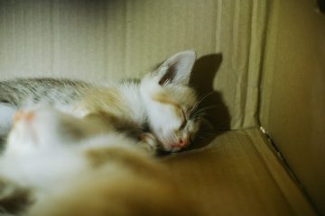 Mon chat fait caca en dehors de sa litière : 6 raisons possibles 3 découvrez comment résoudre les problèmes courants liés à la litière de votre chat pour un espace propre et un animal heureux.