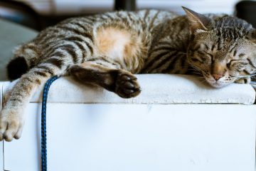 Mon chat ne ronronne pas, est-ce normal ? 15 découvrez les raisons pour lesquelles votre chat ne ronronne pas et comment y remédier pour assurer son bien-être.