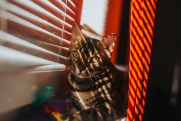 Comprendre l'impact du stress et de l'anxiété sur la santé de votre chat 1 découvrez l'impact du stress sur les chats : symptômes, causes et solutions pour améliorer le bien-être de votre compagnon félin.