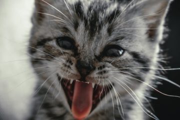 Pourquoi mon chat tire la langue et quand s’inquiéter ? 6 découvrez le comportement des chats lié à leur langue : pourquoi ils se lèchent, utilisent leur langue pour communiquer et comment leur langue influence leur bien-être.