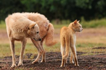 découvrez les meilleures conseils et méthodes pour présenter votre chien à votre chat en douceur et assurer une coexistence harmonieuse entre vos animaux de compagnie.