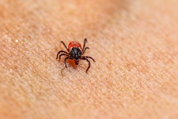 Comment identifier et se protéger contre les puces, tiques et acariens 5 découvrez des solutions efficaces pour la protection contre les parasites et protégez votre maison, jardin et animaux en toute sécurité.