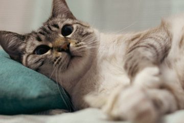 Premiers secours pour chat : que faire en cas d’urgence et comment réagir rapidement 6 apprenez les gestes essentiels de premiers secours pour votre chat afin de réagir rapidement en cas d'urgence et assurer sa sécurité.