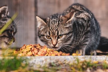 découvrez tout ce qu'il faut savoir sur la nutrition féline pour assurer une alimentation saine et équilibrée à votre chat.