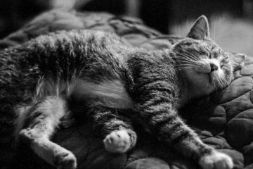 Troubles du sommeil chez le chat : comprendre les causes et solutions 9 découvrez les troubles du sommeil chez le chat, leurs causes, symptômes et solutions pour assurer le bien-être de votre compagnon félin.