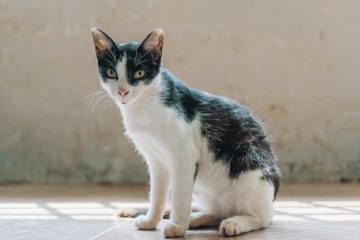 Les carences alimentaires chez le chat et leurs impacts sur sa santé 8 découvrez les principales carences nutritionnelles chez les chats, leurs symptômes, causes et conseils pour assurer une alimentation équilibrée et la santé optimale de votre félin.