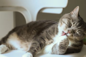 Chat obèse : comprendre les risques pour sa santé et les solutions adaptées 9 découvrez les causes, les risques et les solutions pour gérer l'obésité chez le chat afin d'assurer sa santé et son bien-être.