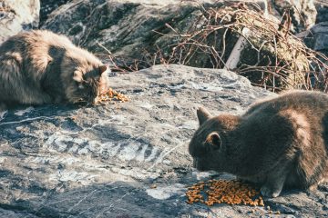 Aliments toxiques pour le chat à éviter absolument pour préserver sa santé 7 découvrez les aliments toxiques pour les chats à éviter absolument pour préserver leur santé et leur bien-être.