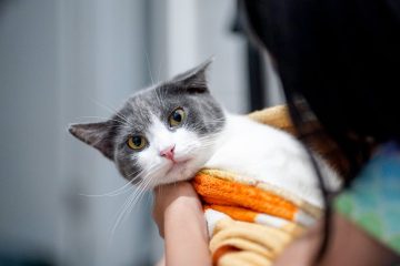 Comment reconnaître et agir rapidement lorsqu’un chat s’étouffe 2 découvrez les signes d'étouffement chez le chat, les causes possibles et comment intervenir rapidement pour sauver votre animal.