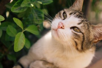 Comment préserver la santé de votre chat grâce à un environnement adapté 10 conseils et informations essentiels pour garantir la santé et le bien-être de votre chat au quotidien.