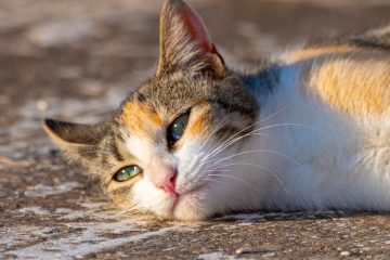 Que faire en cas de chat blessé avant de consulter un vétérinaire 3 premiers secours pour chat blessé : conseils essentiels pour agir rapidement et efficacement en cas d'urgence.