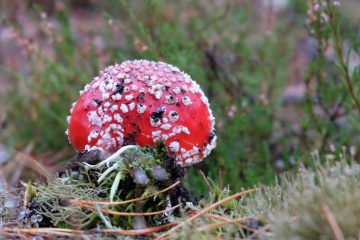 Que faire en cas d'empoisonnement ou d'ingestion de produit dangereux 5 découvrez tout ce qu'il faut savoir sur l'empoisonnement : causes, symptômes, traitements et mesures de prévention pour agir rapidement.