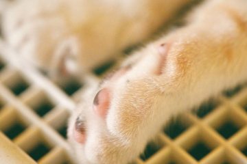 conseils essentiels pour prendre soin des griffes de votre chat et assurer leur santé et leur bien-être.