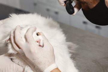 dossier de santé pour chat : suivez et gérez facilement les informations médicales de votre félin pour assurer son bien-être.