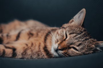 découvrez la durée de vie moyenne des chats, les facteurs influençant leur longévité et des conseils pour garder votre compagnon félin en bonne santé plus longtemps.