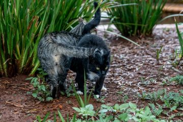 découvrez tout sur la reproduction des chats : cycle de reproduction, gestation, soins des chatons et conseils pour élever des portées en bonne santé.