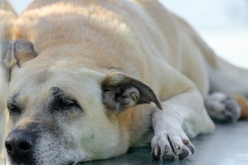 découvrez des remèdes efficaces contre l'arthrite chez le chien pour soulager ses douleurs et améliorer sa mobilité au quotidien.