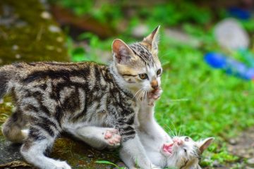 apprenez à apprivoiser doucement un chaton sauvage avec des méthodes bienveillantes et efficaces pour gagner sa confiance et son affection.