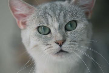 Tout savoir sur le burmilla, un chat élégant et affectueux 2 découvrez le burmilla, un chat élégant au pelage doux et aux yeux expressifs, reconnu pour son tempérament équilibré et affectueux.