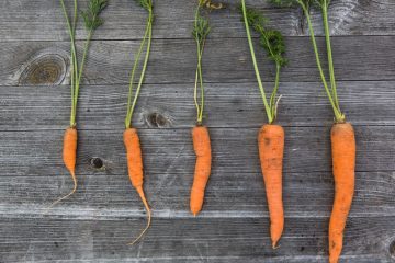 découvrez les bienfaits des carottes pour les chats et comment ce légume peut contribuer à leur santé et bien-être.