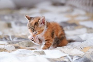 découvrez notre literie pour chats confortable et pratique, idéale pour offrir à votre compagnon un endroit doux et chaleureux pour se reposer.