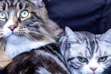 Les différentes races de chats selon leur gabarit 6 découvrez les différentes races de chats classées par taille, du plus petit au plus grand, pour choisir l'animal qui convient parfaitement à votre style de vie.