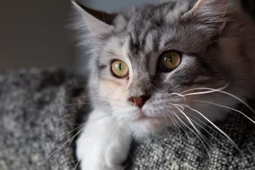 découvrez la distance quotidienne parcourue par les chats et explorez leurs habitudes de déplacement naturelles.