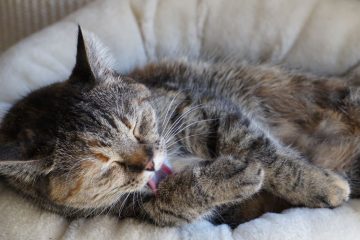 découvrez nos services de toilettage pour chats, alliant douceur et professionnalisme pour le bien-être de votre compagnon félin.
