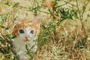 découvrez les légumes sains adaptés aux chats pour enrichir leur alimentation et favoriser leur bien-être.