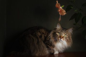découvrez les bienfaits de l'hibiscus pour la santé de votre chat, ses propriétés naturelles et comment l'intégrer en toute sécurité dans son régime.