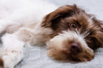 l'hyperadrénocorticisme, également connu sous le nom de syndrome de cushing, est une maladie caractérisée par une production excessive d'hormones corticosurrénales, entraînant divers symptômes et nécessitant un diagnostic et un traitement appropriés.