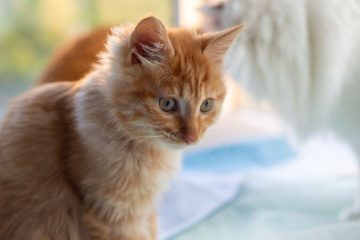 vaccination pour chats d'intérieur : protégez votre chat des maladies courantes grâce à un programme de vaccination adapté à son mode de vie.