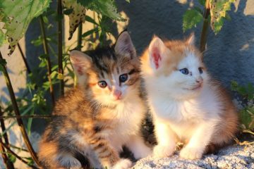 Pitouchi, le chaton héros de la première guerre mondiale 2 découvrez notre adorable kitten, parfait compagnon pour apporter douceur et joie à votre quotidien.