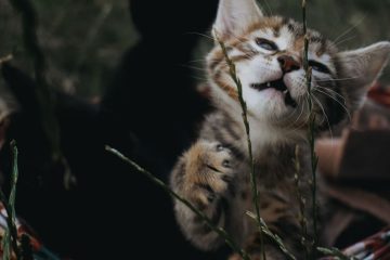 découvrez les bienfaits de la citronnelle pour les chats, ses effets naturels et comment l'utiliser en toute sécurité pour leur bien-être.