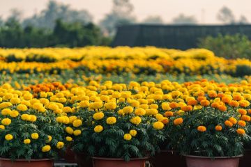 découvrez les bienfaits du souci (marigold) pour la santé de votre chat et comment cette plante peut contribuer à son bien-être général.
