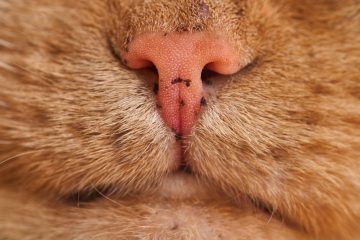 découvrez les causes, symptômes et traitements de la détresse respiratoire chez les chats pour assurer une intervention rapide et adaptée.